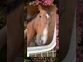 ビッグアーサーの瞳に心が熱くなる。#アロースタッド #ビッグアーサー #horseracing #horse #ウルトラマンx #ウルトラマンティガ #キングモーラット#ゴモラ