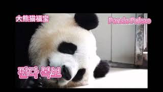 판다 복보 잠자다 최신비디오。Panda Fubao sleeping video today new video.大熊猫福宝今天最新的睡觉视频。#판다 복보#판다 #大熊猫福宝#福宝#Fubao