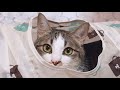 トンネルに入って遊ぶ猫が可愛すぎて、延々と遊べてしまう