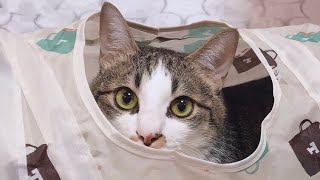 トンネルに入って遊ぶ猫が可愛すぎて、延々と遊べてしまう