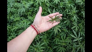 Seed to Sale Cannabis Tracking
