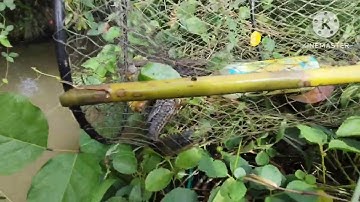 Chia sẻ thật lòng cách phân biệt lộp cá 2025 như thế nào |săn bắt toàn quốc.