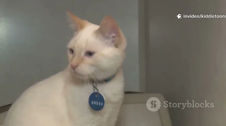 He Followed Me Home… Then This Happened