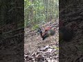 mikat ayam hutan paling memilukan