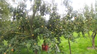 Apple variety Bramley Seedling