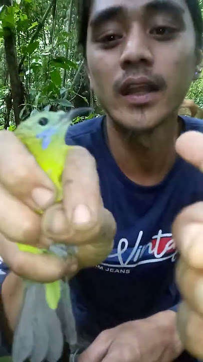 Memikat Burung Dapat cucak cungko betina