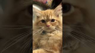 Cat Funny Moments Cute Cat Cats House Candy Cate Cat