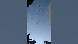 RBW baru sp bintang 7 trik lampu sorot ampuh mengundang pakan burung ngamuk