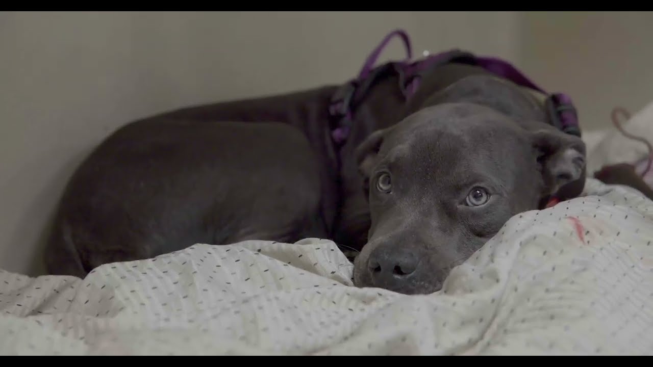 Dogtoberfest | DoveLewis