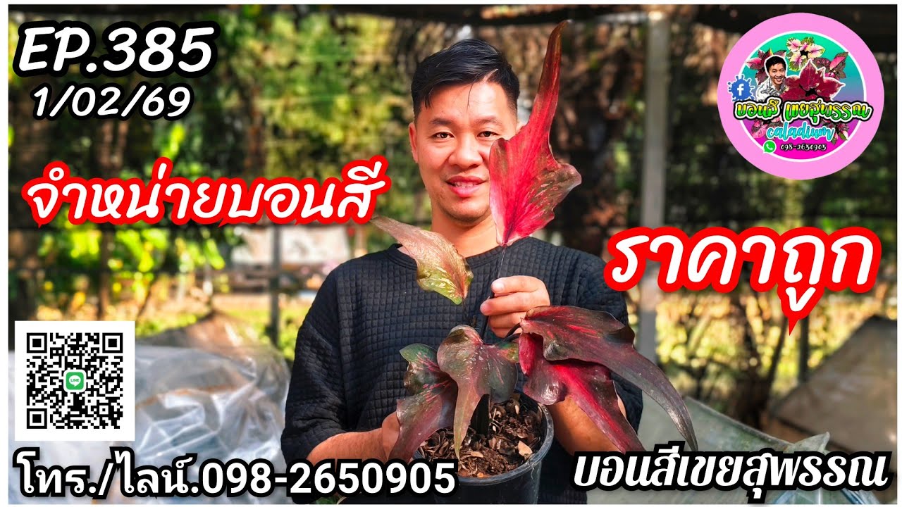 🪅คลิปใหม่🪅บอนสีเขยสุพรรณ🪅จำหน่ายบอนสีราคาถูก🪅