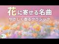 花のクラシック名曲集💐癒しのリラックスBGM(花のワルツ、野ばら 他)途中広告なし
