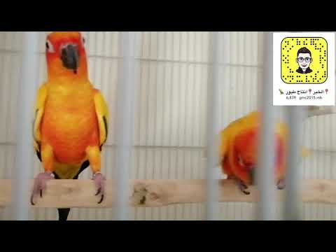 فيديو: كيف يمكن معرفة جنس طائر الحب