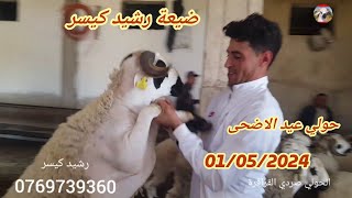 اليوم عند رشيد كيسر 20 حولي عليضة   8 حوليات والدات   30 حولي متوسطة 1/5/2024