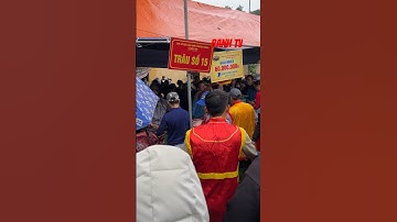 Trâu chọy Hải Lựu giải nhất 7triệu/kg tranh nhau mua #shorts #trauhailuu #số15 #hailuu2024