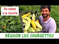 RÉUSSIR LES COURGETTES AU POTAGER / Du semis à la récolte