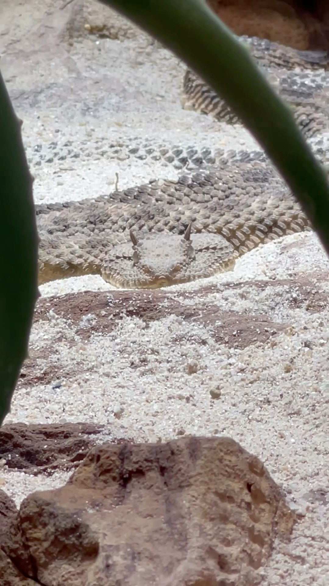 Impressive Snake