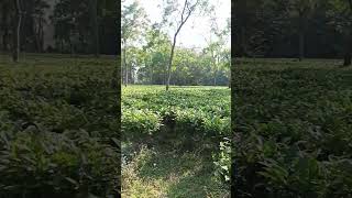 Sa Bagisa 🌿🌿🌿☕☕☕
