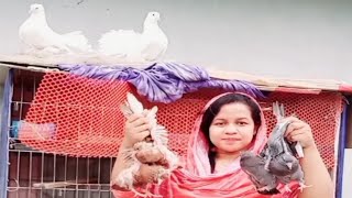 আমার পোষা কবুতরগুলো দিন দিন শেষ হয়ে যাচ্ছে।