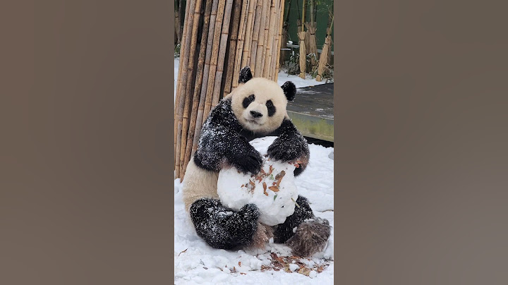 눈덩이를 껴안은 러바오❄ #Lebao #giantpanda #러바오 #panda