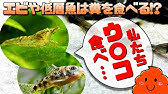 フィッシュレットの中にエビを封印してみた Youtube