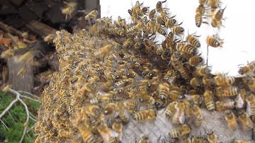 Closer look at swarm moving into bait hive