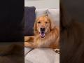 My dog threw away all of my stuff! #dog #goldenretriever