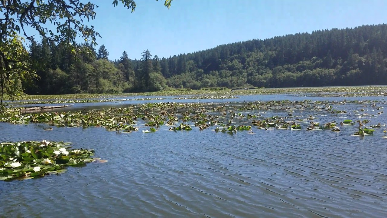 Lily Pads in Lake YouTube