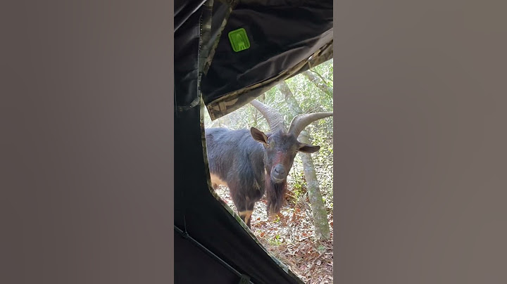 Goat catches hunter by surprise...🫣👀  -  🎥 Viralhog