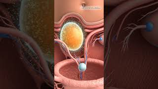 Process before Menstruation in female reproductive system #ovulation #lutealphase #menstruation #usa