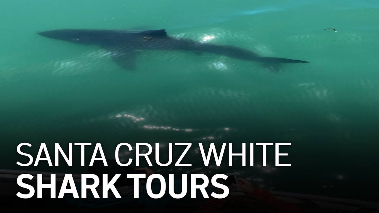Recent Sightings Santa Cruz Whale Watching By Stagnaro Charters
