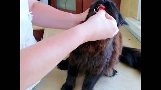 Дать кошке таблетку? Легко Дать кошке таблетку? Легко