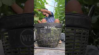 38 days. #melon #jjmelon #momiji