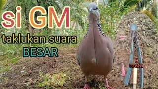 Download Lagu suara besar berhasil kita bawa pulang... MP3