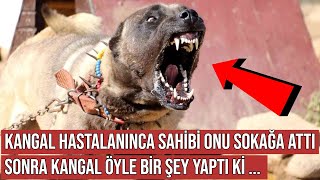 Kangal Köpeği Hastalanıp Sürüyü Kurtlardan Koruyamayınca Onu Sokağa Attılar, Sonra Bakın Ne Oldu