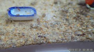 Feeding the fruit flies to the ants