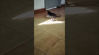 Kitten Plays with Sunlight Beams