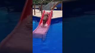 cute #funny #dogs  #goldenretriever #love #memes #puppyshorts #cute