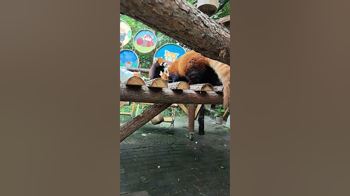 宝宝们怎么都不来吃我这盘😭#小熊猫 #小熊猫就不是熊猫了吗 #小熊猫宝宝