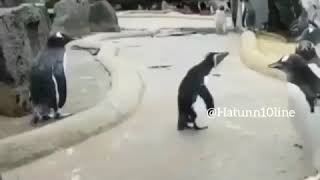 Şarkı Söyleyen Komik Penguen