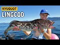 BIG LINGCOD - Kyuquot, The Fish Metropolis | Fishing with Rod