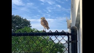 Burrowing Owl at J.C. Mitchell Elementary
