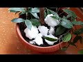 Как поливать &quot;снегом&quot; цитрусовые растения и не только