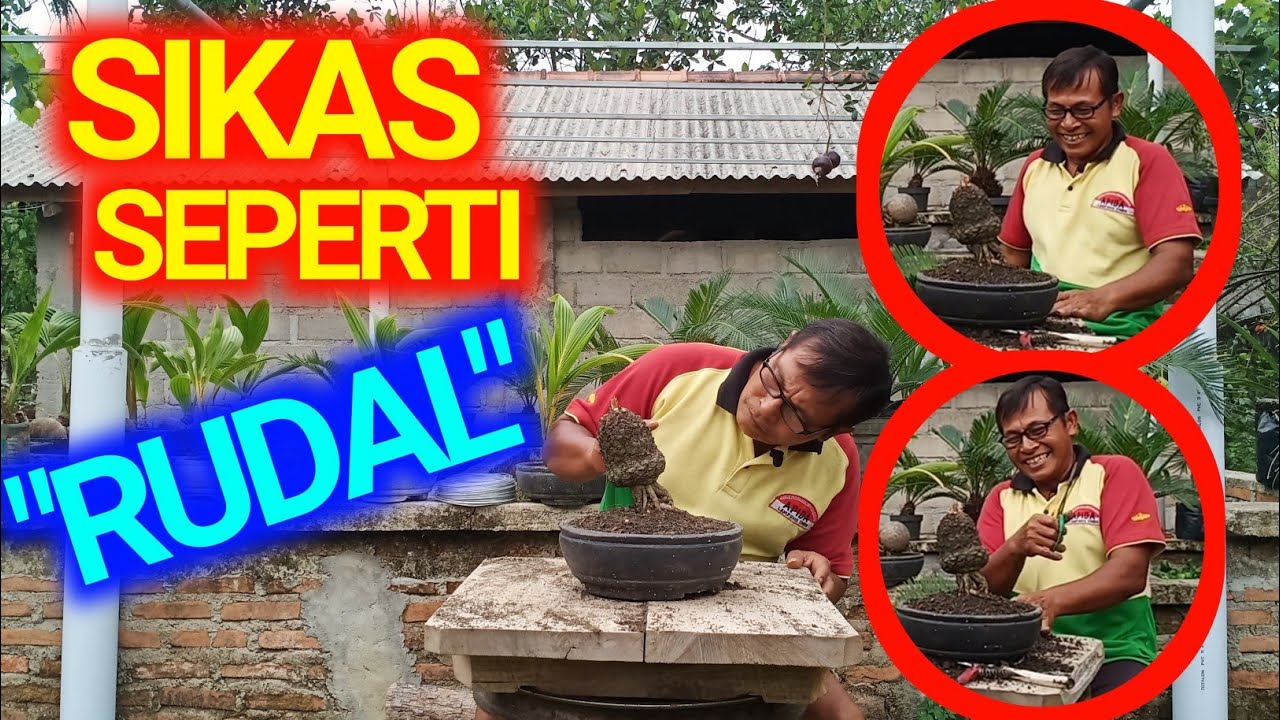 Bonsai Sikas Berbentuk Rudal Youtube