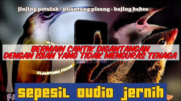 Masteran materi tonjolan jernih | jinjing petulak  pijantung pisang & bajing kekes