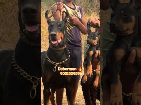 Top quality Doberman