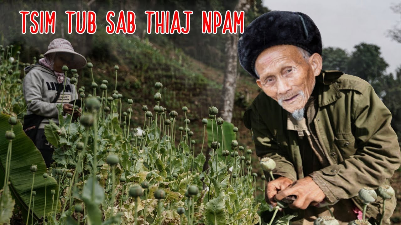 TSIM TXOM TUB SAB THIAJ LI NPAM TUAG TAG