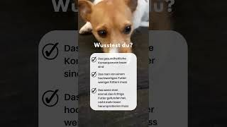🐶 Wir haben euch gehört und ein Futter nach euren Wünschen entwickelt!