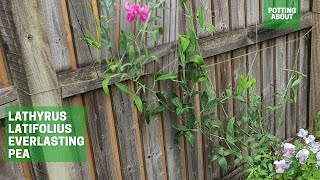 Lathyrus latifolius everlasting pea update