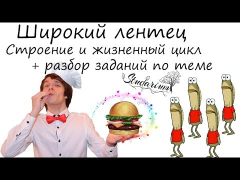 Широкий лентец. Строение и жизненный цикл широкого лентеца. Примеры решения заданий