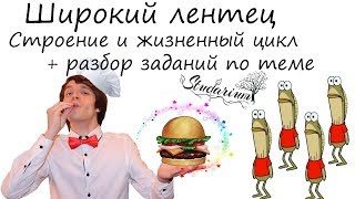 Широкий лентец. Строение и жизненный цикл широкого лентеца. Примеры решения заданий